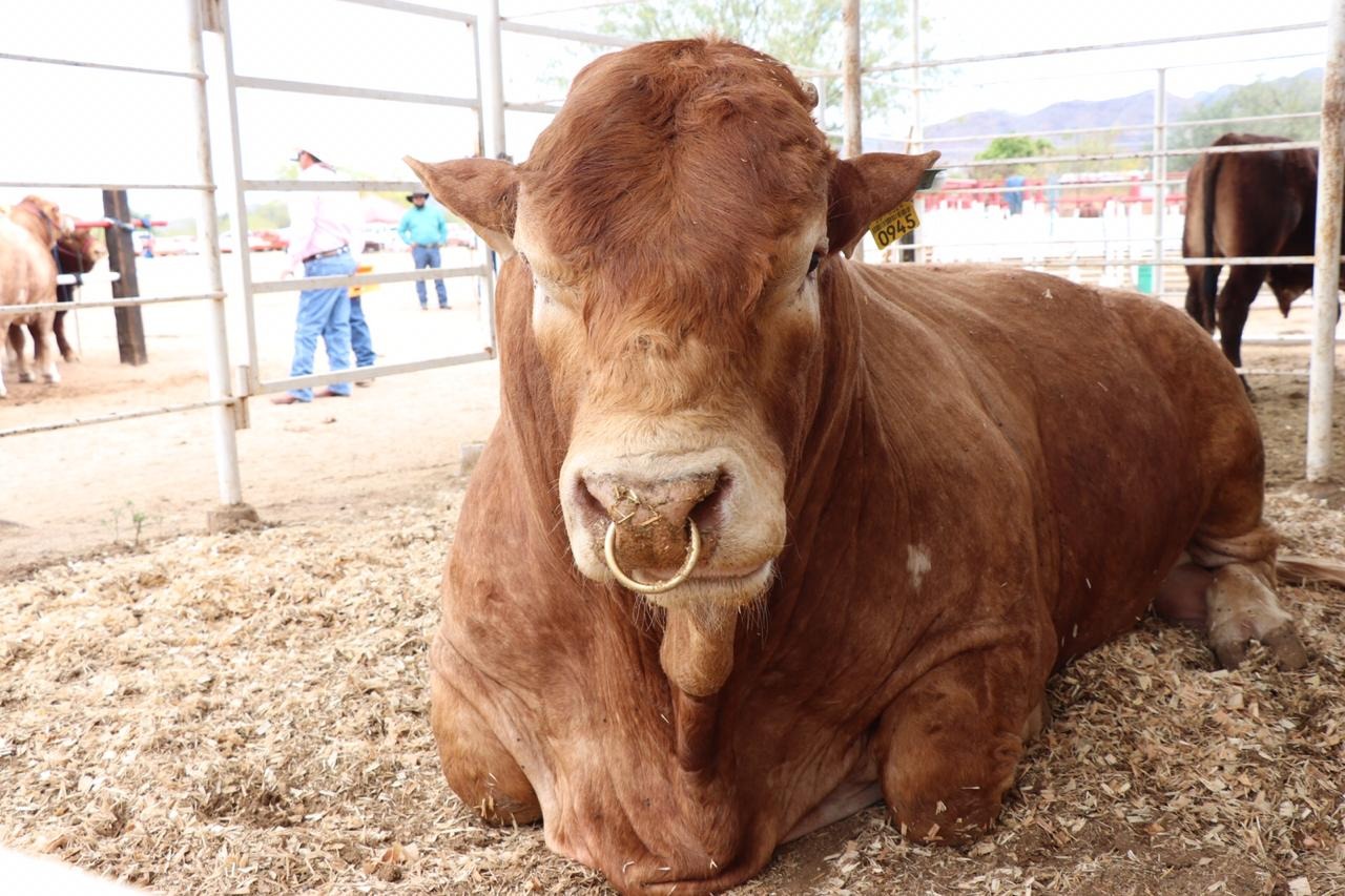 Sonora logra avances en agricultura, ganadería y pesca